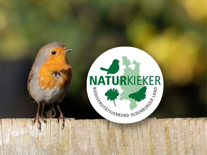 Rotkehlchen sitzt auf Zaun und blick auf das Logo des Naturkieker-Projekts neben sich